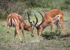 Richard Hall - Impala Face-off - Wildlife